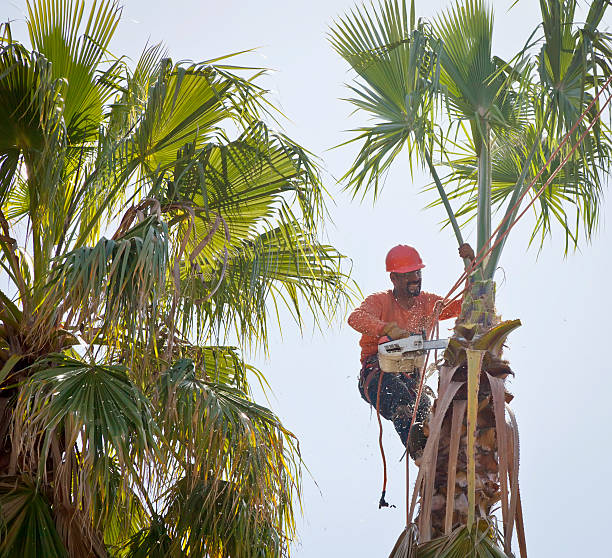 Best Tree Preservation Services  in Winchester, MO